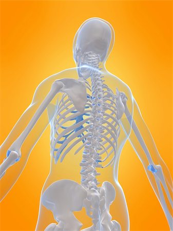 simsearch:400-05715953,k - 3d rendered anatomy illustration of a human skeleton - back side Stock Photo - Budget Royalty-Free & Subscription, Code: 400-04003514