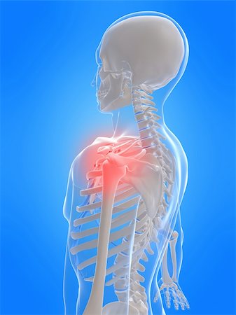 simsearch:400-04003518,k - 3d rendered anatomy illustration of a human skeleton with a painful shoulder Fotografie stock - Microstock e Abbonamento, Codice: 400-04003518