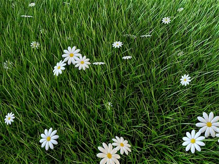 simsearch:400-05132684,k - 3d rendered illustration of a grass field with white flowers Stockbilder - Microstock & Abonnement, Bildnummer: 400-04003531