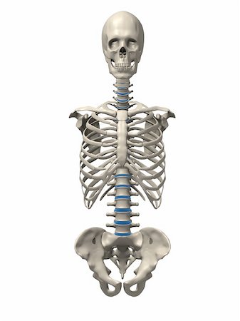 simsearch:400-04391285,k - 3d rendered x-ray illustration of a human skeletal torso- front side Photographie de stock - Aubaine LD & Abonnement, Code: 400-04003548