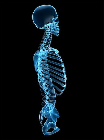 simsearch:400-04003518,k - 3d rendered x-ray illustration of a human skeletal torso- side view Fotografie stock - Microstock e Abbonamento, Codice: 400-04003540