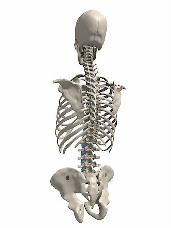 simsearch:400-05069425,k - 3d rendered x-ray illustration of a human skeletal torso- back side Foto de stock - Super Valor sin royalties y Suscripción, Código: 400-04003550