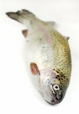 close up of a fresh rainbow trout Foto de stock - Royalty-Free Super Valor e Assinatura, Número: 400-04003693