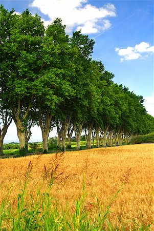 simsearch:400-04000933,k - Landscape with a country road lined with sycamore trees in southern France Stock Photo - Budget Royalty-Free & Subscription, Code: 400-04003807