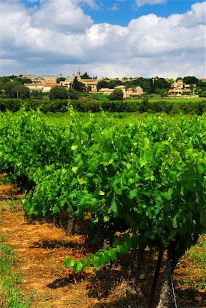 simsearch:400-04000933,k - Rows of green vines in a vineyard in rural southern France Stock Photo - Budget Royalty-Free & Subscription, Code: 400-04003815