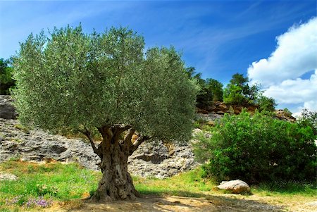 simsearch:400-04000933,k - Ancient olive tree growing in southern France Stock Photo - Budget Royalty-Free & Subscription, Code: 400-04003816