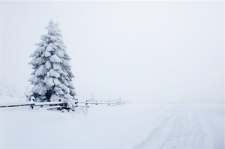 photo frame in heaven - Winter landscape with lonely tree and a path Stock Photo - Budget Royalty-Free & Subscription, Code: 400-04003963