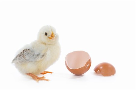 simsearch:824-02888964,k - little baby chick with egg Foto de stock - Royalty-Free Super Valor e Assinatura, Número: 400-04014028
