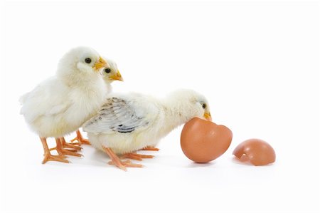 simsearch:824-02888964,k - little baby chicks with egg Foto de stock - Super Valor sin royalties y Suscripción, Código: 400-04014029