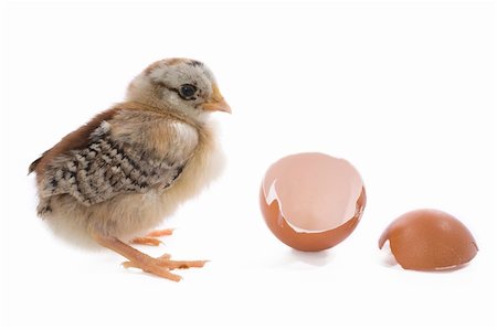 simsearch:824-02888964,k - little baby chick with egg Foto de stock - Royalty-Free Super Valor e Assinatura, Número: 400-04014031
