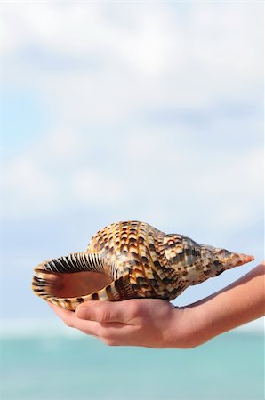 A hand holding a large seashell on tropical beach background Photographie de stock - Aubaine LD & Abonnement, Code: 400-04014585