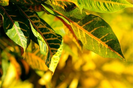 simsearch:400-04739592,k - Closeup on green leaves of tropical plant Foto de stock - Royalty-Free Super Valor e Assinatura, Número: 400-04014633