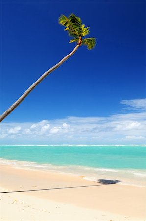 simsearch:851-02958595,k - Pristine tropical beach with palm tree in Dominican Republic Photographie de stock - Aubaine LD & Abonnement, Code: 400-04014656