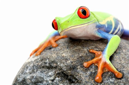 simsearch:400-04463752,k - frog on a rock - a red-eyed tree frog (Agalychnis callidryas) closeup isolated on white Stockbilder - Microstock & Abonnement, Bildnummer: 400-04014743