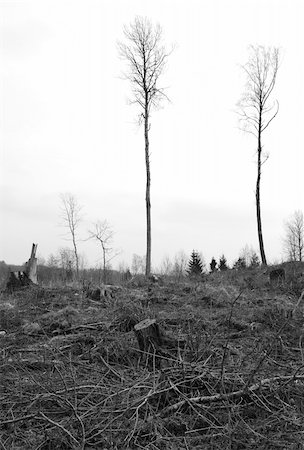 Deforested, disafforested, destroyed, desolated forest. Stockbilder - Microstock & Abonnement, Bildnummer: 400-04014825