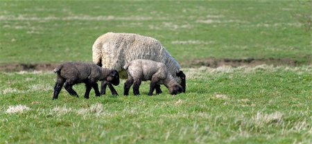 simsearch:400-04478701,k - Adorable Spring lamb Stockbilder - Microstock & Abonnement, Bildnummer: 400-04014917