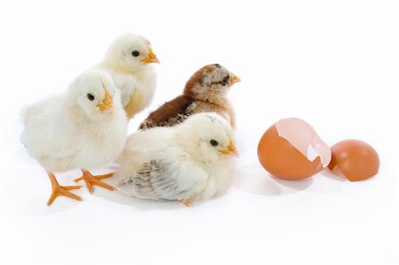 simsearch:824-02888964,k - Four newborn chicks with egg Foto de stock - Royalty-Free Super Valor e Assinatura, Número: 400-04014954