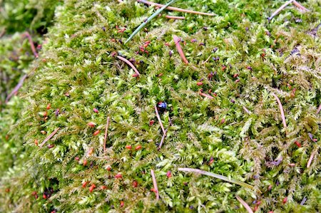 Green Moss and Black Ladybug on a Mossy background Stock Photo - Budget Royalty-Free & Subscription, Code: 400-04014980