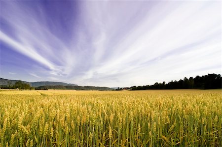 A wheat field in a dramatic landscape Stock Photo - Budget Royalty-Free & Subscription, Code: 400-04015139