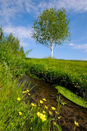 photo of lone tree in the plain - Yellow flowers and creek. The flowers is in focus. Stock Photo - Budget Royalty-Free & Subscription, Code: 400-04015189