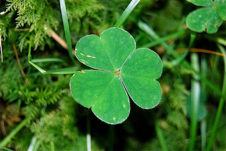 The Shamrock Fotografie stock - Microstock e Abbonamento, Codice: 400-04015242