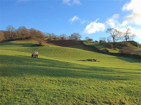 simsearch:400-04015327,k - Grazing sheep near Ambleside, English Lake District Stock Photo - Budget Royalty-Free & Subscription, Code: 400-04015327
