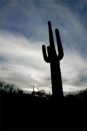 sonora - Saguaro cactus silhouetted against a cloudy sky at sunset. Stockbilder - Microstock & Abonnement, Bildnummer: 400-04015673
