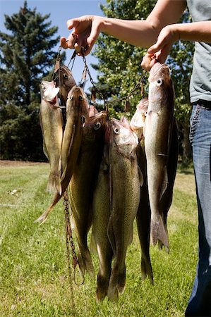 A group of freshly caught fish on grass Foto de stock - Royalty-Free Super Valor e Assinatura, Número: 400-04015814