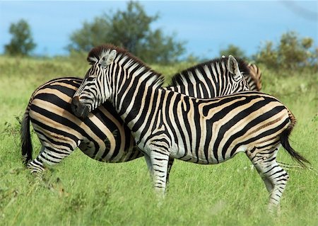 simsearch:400-04432206,k - Two Zebras in the Kruger Park, South Africa Stock Photo - Budget Royalty-Free & Subscription, Code: 400-04015876