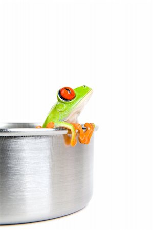 sascha (artist) - frog in a cooking pot - a red-eyed tree frog (Agalychnis callidryas) closeup isolated on white Fotografie stock - Microstock e Abbonamento, Codice: 400-04015887