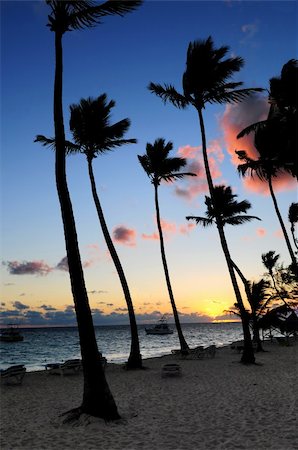 simsearch:400-05255037,k - Palm trees silhouettes at sunrise at tropical resort Stockbilder - Microstock & Abonnement, Bildnummer: 400-04016145