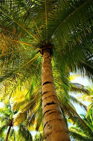 Palm tree canopies in tropical forest on a Caribbean island Fotografie stock - Microstock e Abbonamento, Codice: 400-04016140