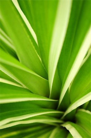 simsearch:622-02757796,k - Closeup on green leaves of tropical plant Stock Photo - Budget Royalty-Free & Subscription, Code: 400-04016164