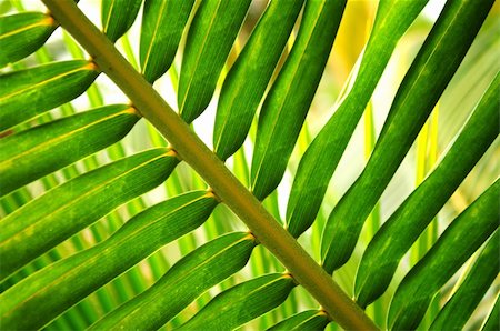 simsearch:400-04739592,k - Closeup of green leaf of tropical plant Foto de stock - Royalty-Free Super Valor e Assinatura, Número: 400-04016163