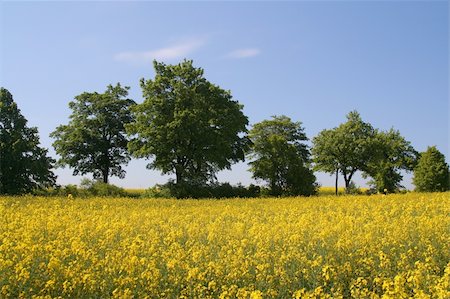simsearch:400-04983141,k - canola field Stock Photo - Budget Royalty-Free & Subscription, Code: 400-04016276