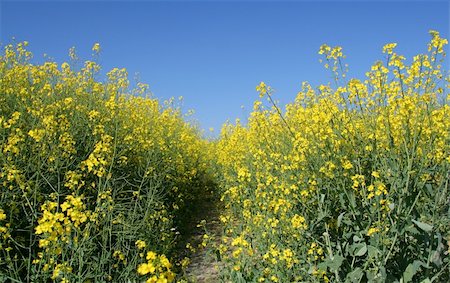 simsearch:400-04983141,k - canola field Stock Photo - Budget Royalty-Free & Subscription, Code: 400-04016277