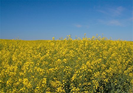 simsearch:400-04983141,k - canola field Stock Photo - Budget Royalty-Free & Subscription, Code: 400-04016278