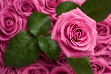 simsearch:400-07262232,k - Pink rose with drops of water over other roses and leaves. Foto de stock - Super Valor sin royalties y Suscripción, Código: 400-04016283