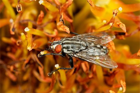 sarcophagidae - A flesh fly (Sarcophaga spp.) feeding on flowers Stock Photo - Budget Royalty-Free & Subscription, Code: 400-04016308