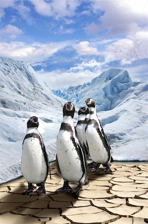 The group of penguins costs on dried end cracked ground and is very surprised Stock Photo - Budget Royalty-Free & Subscription, Code: 400-04016309