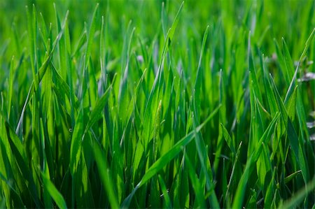 Green grass in the field, spring scene in rural area Stock Photo - Budget Royalty-Free & Subscription, Code: 400-04016563