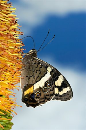 simsearch:400-03984889,k - A butterfly feeding on flowers against a blue sky with clouds Foto de stock - Super Valor sin royalties y Suscripción, Código: 400-04016799