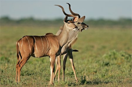 simsearch:400-04432206,k - A male and female kudu antelopes, (Tragelaphus strepsiceros), Etosha National Park, Namibia, southern Africa Stock Photo - Budget Royalty-Free & Subscription, Code: 400-04016801