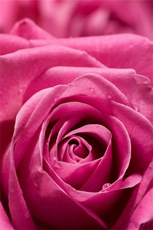 simsearch:400-05094809,k - Pink rose with few drops of water. Stock Photo - Budget Royalty-Free & Subscription, Code: 400-04016814