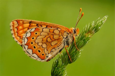 Closeup of colorful butterfly on grass. Photographie de stock - Aubaine LD & Abonnement, Code: 400-04016972
