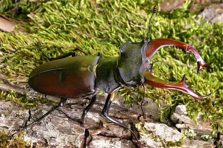 simsearch:400-08222144,k - Closeup of male stag beetle. Stockbilder - Microstock & Abonnement, Bildnummer: 400-04016973