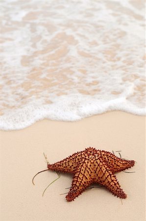 simsearch:400-04745319,k - Starfish and ocean wave on sandy tropical beach Stock Photo - Budget Royalty-Free & Subscription, Code: 400-04017127