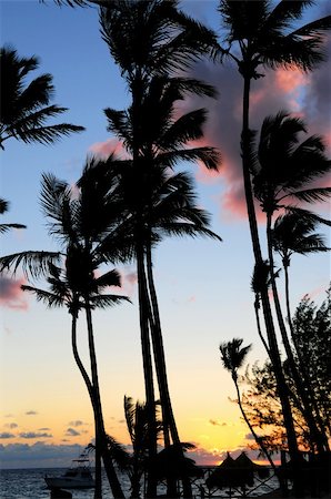 simsearch:400-05255037,k - Palm trees silhouettes at sunrise at tropical resort Stock Photo - Budget Royalty-Free & Subscription, Code: 400-04017120