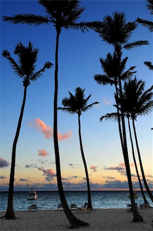 simsearch:400-05255037,k - Palm trees silhouettes at sunrise at tropical resort Stock Photo - Budget Royalty-Free & Subscription, Code: 400-04017121