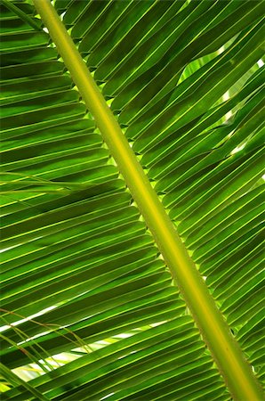 simsearch:400-04739592,k - Closeup of a green palm tree leaf Stock Photo - Budget Royalty-Free & Subscription, Code: 400-04017150